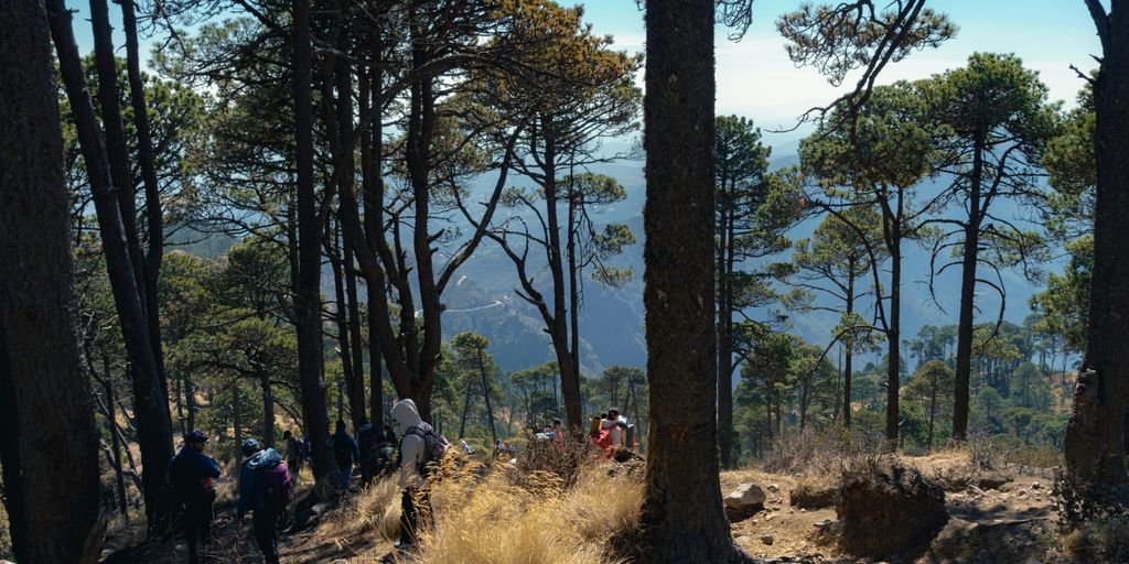 a group of people hiking through a forest