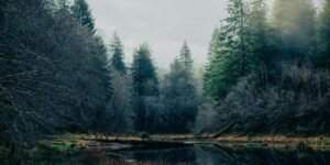 green pine trees beside river during daytime